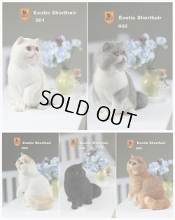 画像1: Mr.Z　1/6　エキゾチックショートヘア(Garfield)　*お取り寄せ