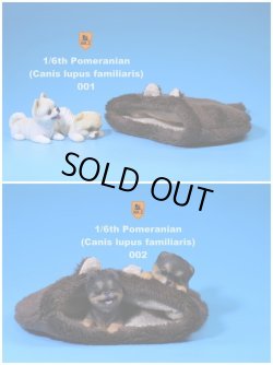 画像1: Mr.Z　1/6　ポメラニアン　2種＆クッション セット　MRZ020　*お取り寄せ