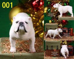 画像1: Mr.Z 1/6 ブルドッグ 4.0 2体セット スタチュー MRZ021 *お取り寄せ