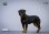 画像3: JxK Studio 1/12 ロットワイラー 犬 with ジオラマスタンド JKX042 *お取り寄せ