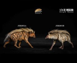 画像1: JxK Studio 1/6 シマハイエナ Striped hyena ハイエナ 2種 JXK051 *お取り寄せ