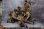 画像19: CrazyFigure 1/12 WWII U.S.アーミー D-Day レンジャー大隊 ノルマンディー上陸作戦 アクションフィギュア 8体セット ≪デラックス版≫ LTY001 *予約