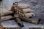 画像17: CrazyFigure 1/12 WWII U.S.アーミー D-Day レンジャー大隊 ノルマンディー上陸作戦 アクションフィギュア 8体セット ≪デラックス版≫ LTY001 *予約