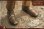 画像19: HHMODEL x HaoYuToys 1/6 エンパイア シリーズ - カルタゴ インファントリー 歩兵 アクションフィギュア HH18045 *予約