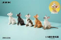 画像1: JxK Studio 1/6 デボンレックス 猫 5種 JXK123A *予約