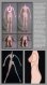 画像14: HOT STUFF ホットスタッフ 1/6 シームレス女性素体 手足の指が動かせる 4種 HS0601- HS0604 *予約