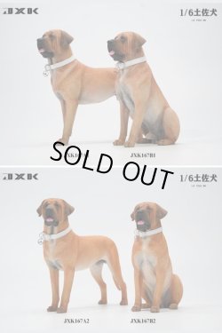 画像1: JxK Studio 1/6 土佐犬 2種 JXK167 *予約