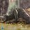 画像4: HIYA 『キングコング 髑髏島の巨神』 スカル・クローラー 15cm 可動フィギュア EBK0142 *予約