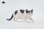画像11: JXK Studio 1/6 ネコ 散歩猫 3.0 Ver. 8種 JXK179AB *予約