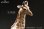 画像6: HEADCREST キリン 麒麟 11cm フィギュア H2301 *予約