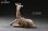 画像4: HEADCREST キリン 麒麟 11cm フィギュア H2301 *予約