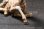 画像8: HEADCREST キリン 麒麟 11cm フィギュア H2301 *予約