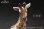 画像10: HEADCREST キリン 麒麟 11cm フィギュア H2301 *予約
