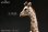 画像7: HEADCREST キリン 麒麟 11cm フィギュア H2301 *予約