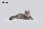 画像3: JXK Studio メインクーン 猫 ネコ ミニ フィギュア 4種 JS2310 *予約