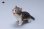 画像15: JXK 1/6 子猫 3種 JXK277 *予約 