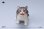 画像14: JXK 1/6 子猫 3種 JXK277 *予約 