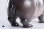 画像7: JXK Studio コビトカバの赤ちゃん ムーデン BIG フィギュア JXK285 *予約