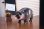 画像12: JXK Studio コビトカバの赤ちゃん ムーデン BIG フィギュア JXK285 *予約