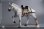 画像3: 【特典】101TOYS × PP STUDIO 1/6 中世チュートン騎士団 ウォーホース 戦馬 MA002 *予約