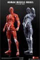 Human Muscle Model 1/12 スーパー ムーバブル マッスル マン アクションフィギュア 2種 HMM01R HMM01G *予約