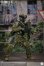 画像7: Easy & Simple 1/6 Special Duties Unit Assault Team Chronology 2021-2023 アクションフィギュア ES 26070B *予約