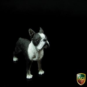 画像: ACI　1/6　ボストンテリア　Boston Terrier　 　*お取り寄せ