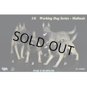 画像: Toyscity　1/6　 Working Dog Series - Malinois　（TC-M9005）　*お取り寄せ