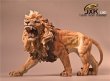 画像10: JxK.Studio　1/6　アフリカ ライオン　JxK002-L001/ L002 *お取り寄せ