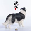 画像14: JxK.Studio 1/6 ボーダー コリー犬 牧羊犬 4種 JxK006 *お取り寄せ