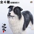 画像1: JxK.Studio 1/6 ボーダー コリー犬 牧羊犬 4種 JxK006 *お取り寄せ