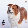 画像11: JxK.Studio 1/6 ボーダー コリー犬 牧羊犬 4種 JxK006 *お取り寄せ