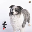 画像7: JxK.Studio 1/6 ボーダー コリー犬 牧羊犬 4種 JxK006 *お取り寄せ