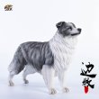 画像4: JxK.Studio 1/6 ボーダー コリー犬 牧羊犬 4種 JxK006 *お取り寄せ