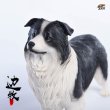 画像15: JxK.Studio 1/6 ボーダー コリー犬 牧羊犬 4種 JxK006 *お取り寄せ