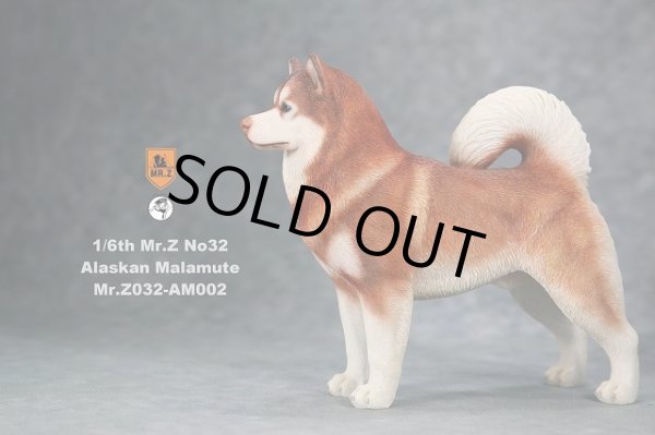 Mr.Z　1/6　アラスカン・マラミュート　3種 カラー選べます 動物 置物 フィギュア専門店 -ソダチトイズ / Mr.Z 1/6 アラスカン