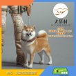 画像6: QYC 1/6 柴犬 3種 001 002 003 *お取り寄せ