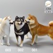 画像1: QYC 1/6 柴犬 3種 001 002 003 *お取り寄せ