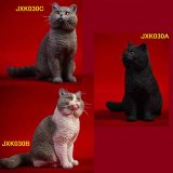 画像: JxK.Studio 1/6  ブリティッシュショートヘア 猫 キャット 3種 JXK030 *お取り寄せ