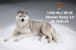 画像6: Mr.Z 1/6 シベリアン ハスキー 犬 2.0 全8種 MRZ046 *お取り寄せ