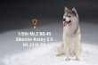 画像16: Mr.Z 1/6 シベリアン ハスキー 犬 2.0 全8種 MRZ046 *お取り寄せ