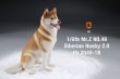 画像13: Mr.Z 1/6 シベリアン ハスキー 犬 2.0 全8種 MRZ046 *お取り寄せ