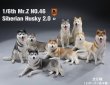画像2: Mr.Z 1/6 シベリアン ハスキー 犬 2.0 全8種 MRZ046 *お取り寄せ