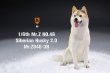 画像18: Mr.Z 1/6 シベリアン ハスキー 犬 2.0 全8種 MRZ046 *お取り寄せ