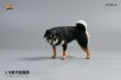 画像2: JxK Studio 1/6 柴犬 トイレタイム ”小” 3種 JXK054 *お取り寄せ