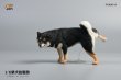 画像3: JxK Studio 1/6 柴犬 トイレタイム ”小” 3種 JXK054 *お取り寄せ
