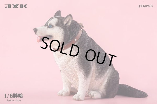 JxK Studio 1/6 JXK092 ぽっちゃり ハスキー 犬 3種 Fat Husky