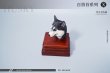 画像13: Mostoys 1/6 ハスキー 犬 ヘッド Husky Head 6種 MS2108 *お取り寄せ