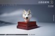 画像9: Mostoys 1/6 ハスキー 犬 ヘッド Husky Head 6種 MS2108 *お取り寄せ