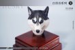 画像12: Mostoys 1/6 ハスキー 犬 ヘッド Husky Head 6種 MS2108 *お取り寄せ